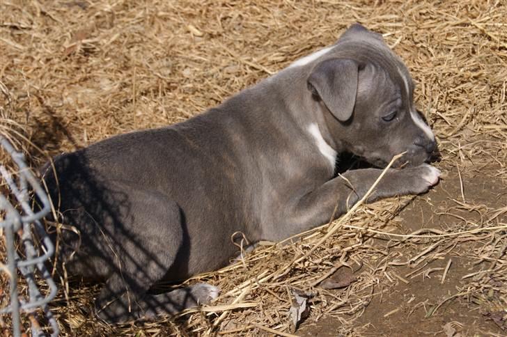 Staffordshire bull terrier Blue Blazing Happy Feet billede 9