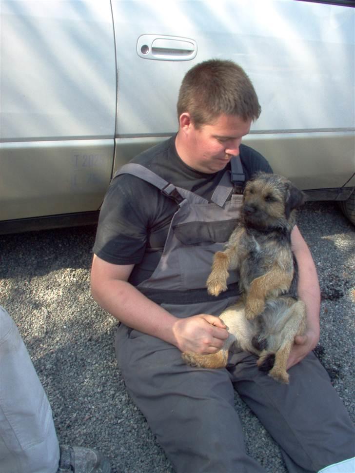 Border terrier **Molander Erik (Emil)** - Afslapning hos "far" Kenn billede 16
