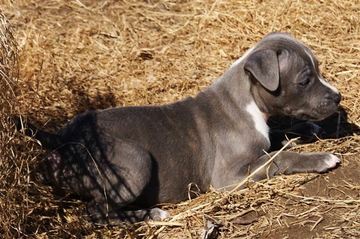 Staffordshire bull terrier Blue Blazing Happy Feet billede 10