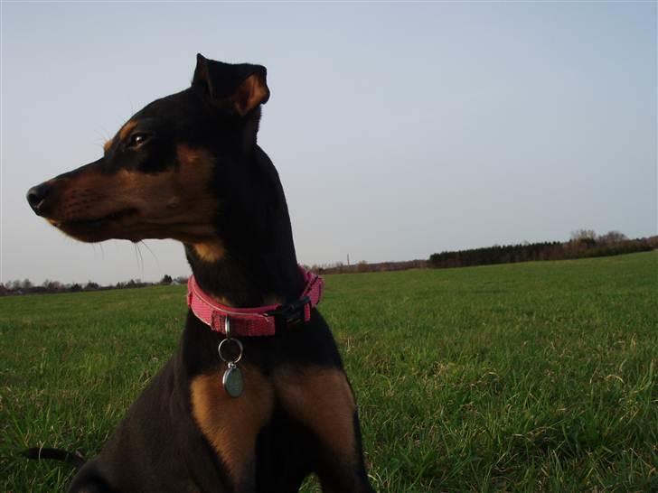 Dvaergpinscher Pepsi billede 2