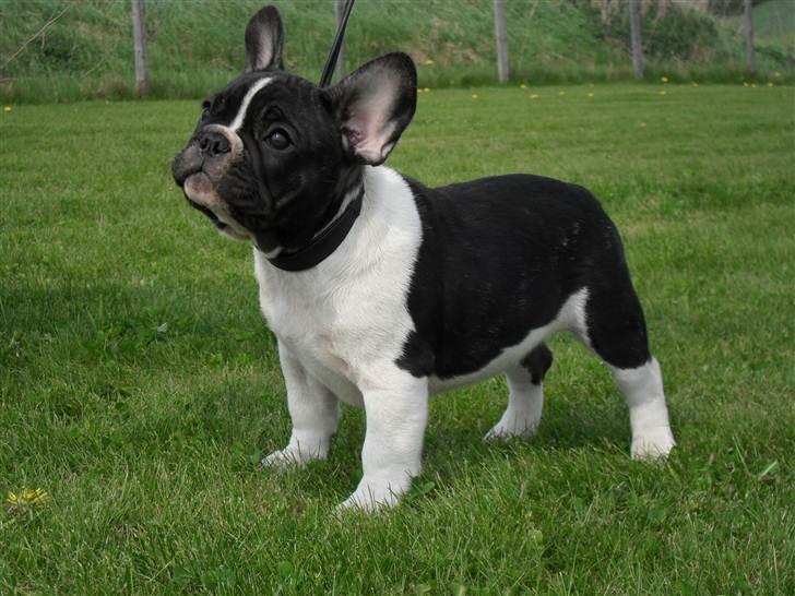 Fransk bulldog BusherPljus Peace Of Luck billede 4