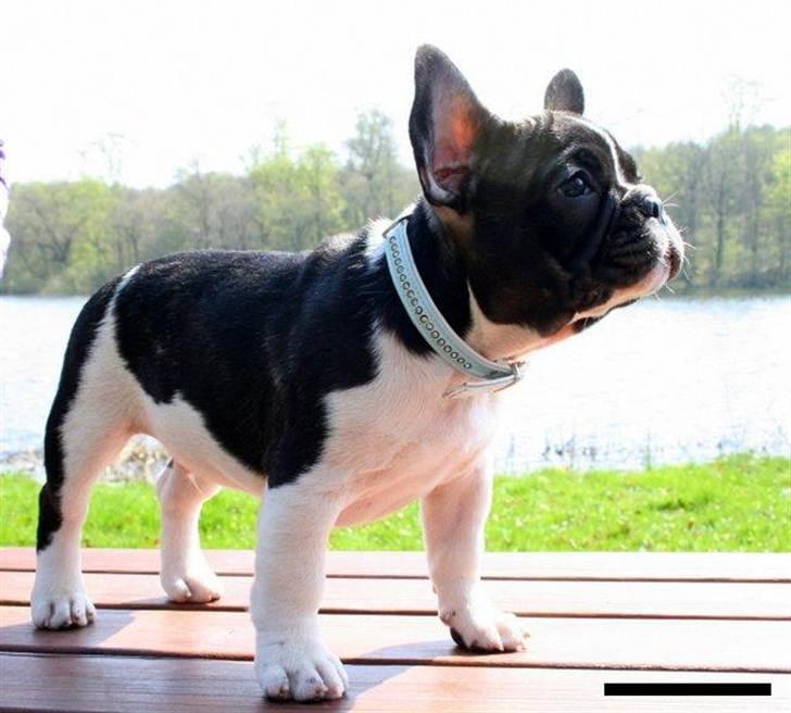 Fransk bulldog BusherPljus Peace Of Luck billede 5