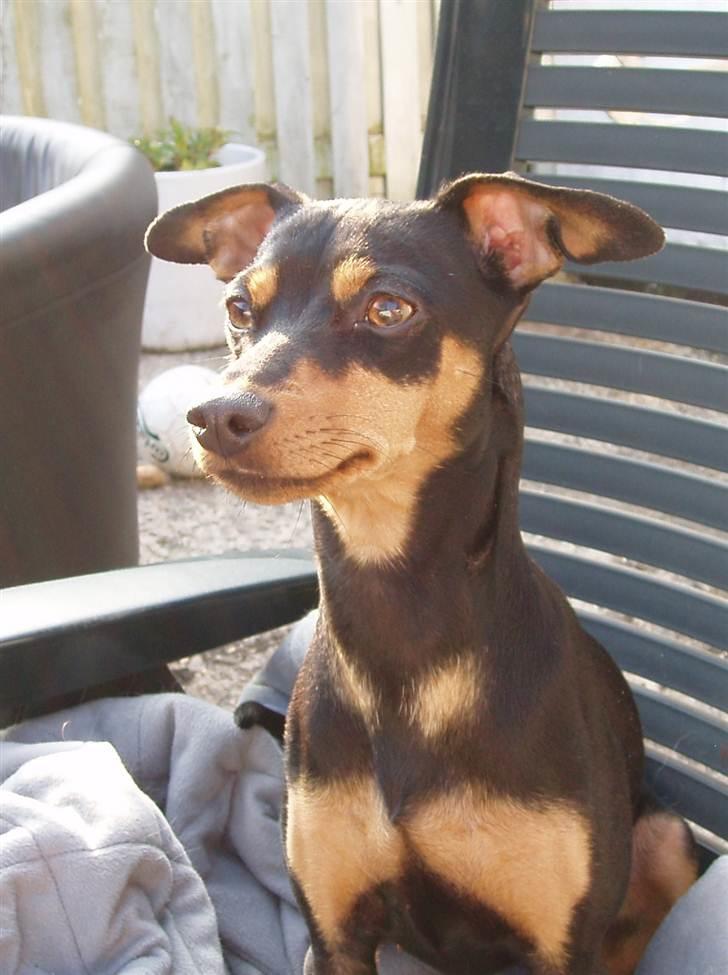 Dvaergpinscher Pepsi billede 3