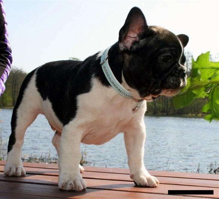 Fransk bulldog BusherPljus Peace Of Luck billede 6