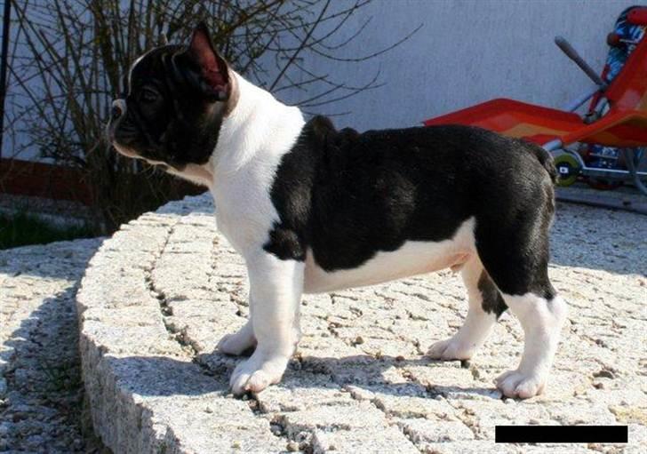 Fransk bulldog BusherPljus Peace Of Luck billede 7