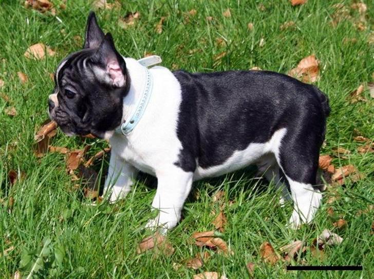Fransk bulldog BusherPljus Peace Of Luck billede 8