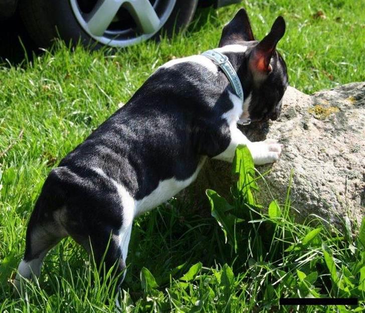 Fransk bulldog BusherPljus Peace Of Luck billede 9