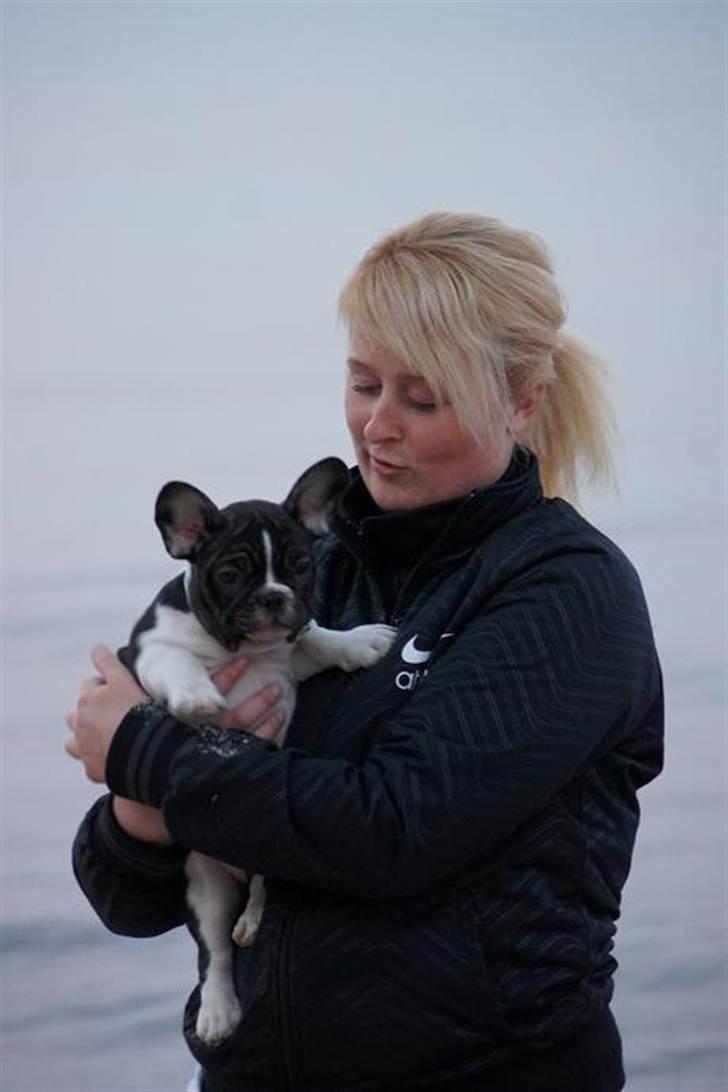 Fransk bulldog BusherPljus Peace Of Luck billede 11