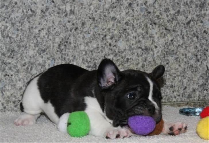 Fransk bulldog BusherPljus Peace Of Luck billede 12