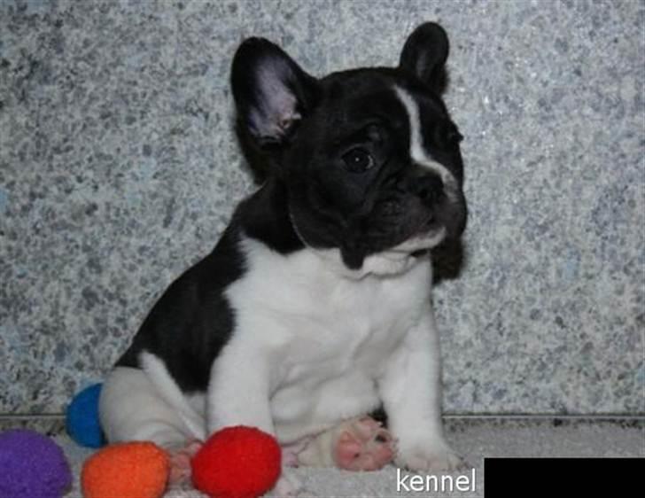 Fransk bulldog BusherPljus Peace Of Luck billede 13