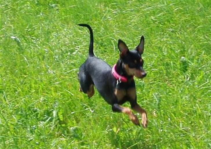 Dvaergpinscher Pepsi billede 4