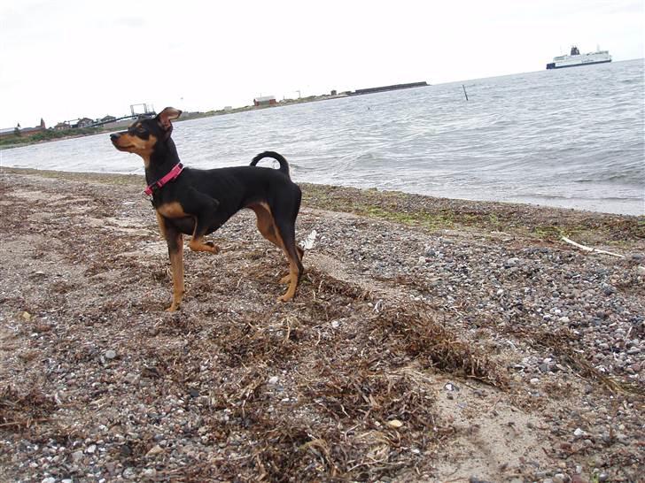 Dvaergpinscher Pepsi billede 5