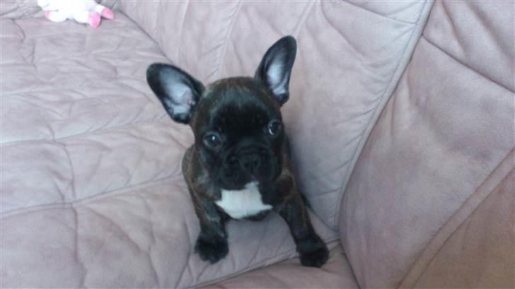 Fransk bulldog Payton <3 billede 10