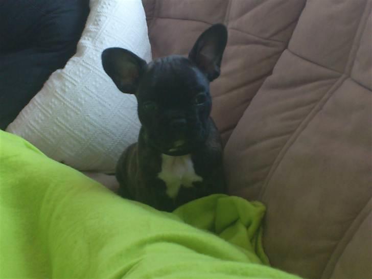 Fransk bulldog Payton <3 - Mit tæppe :D billede 11