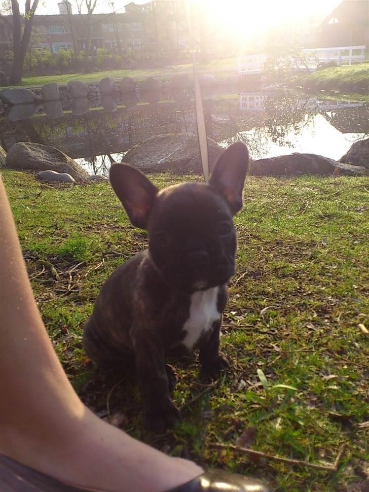 Fransk bulldog Payton <3 - Første gang i anlæget :) billede 13