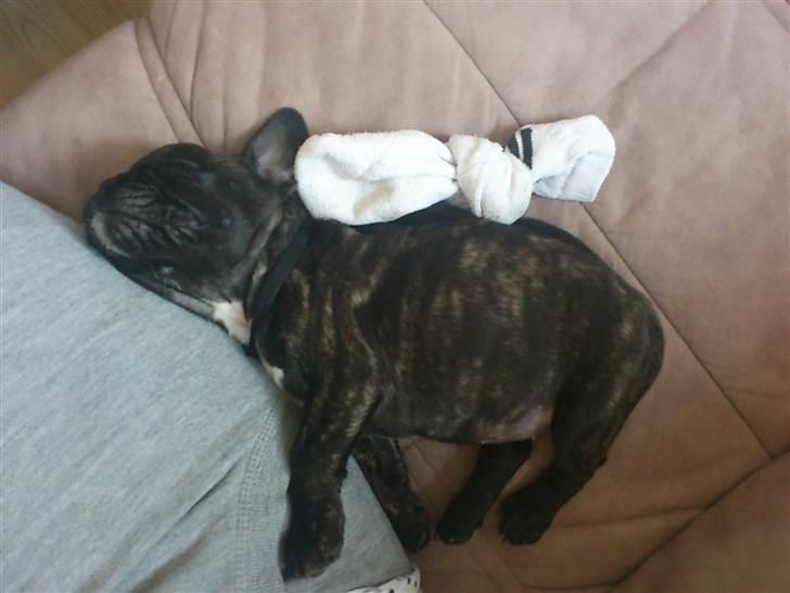 Fransk bulldog Payton <3 - En meget træt lille hund billede 14