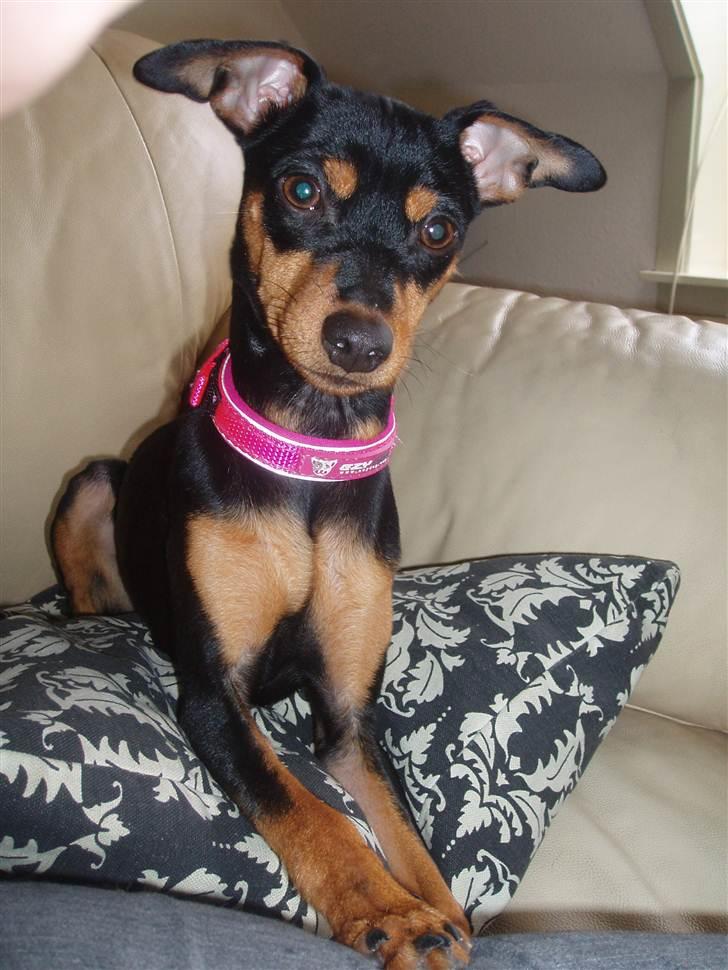 Dvaergpinscher Pepsi billede 6