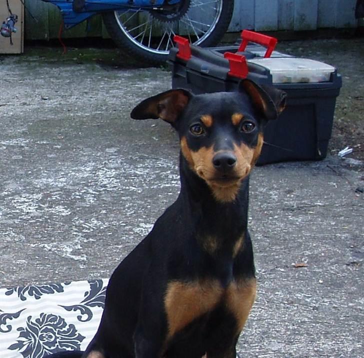 Dvaergpinscher Pepsi billede 7