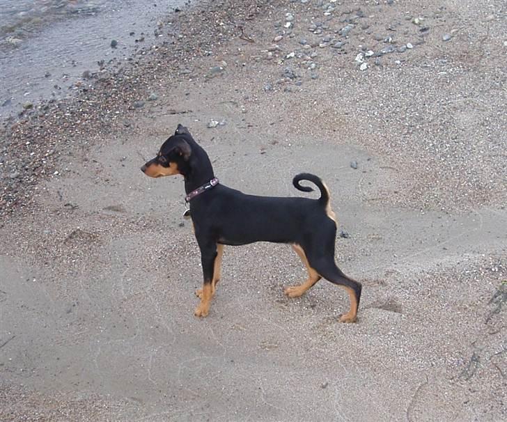 Dvaergpinscher Pepsi billede 8