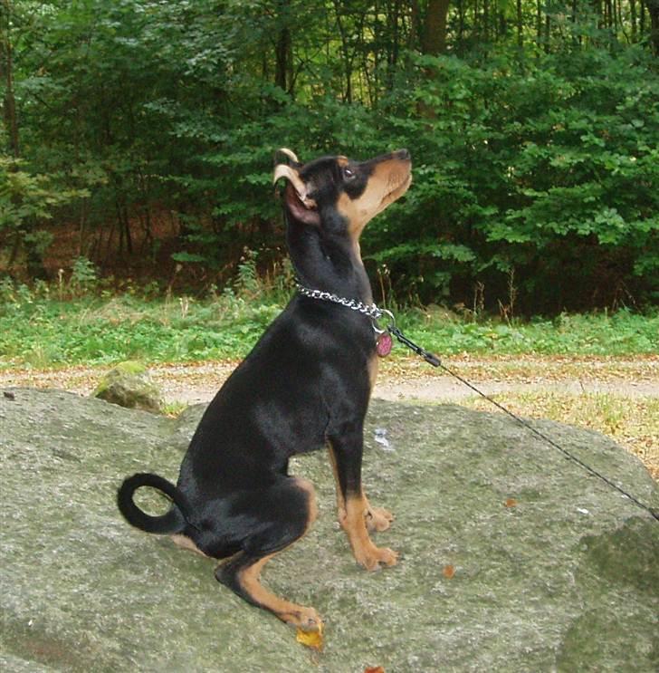 Dvaergpinscher Pepsi billede 9