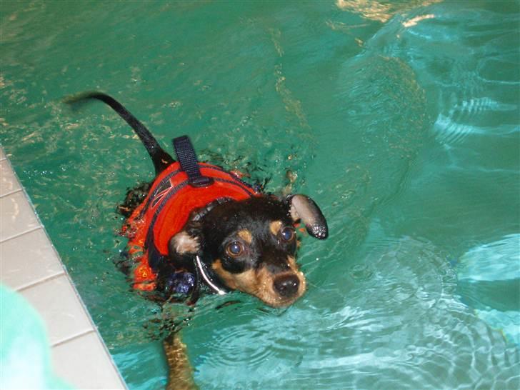 Dvaergpinscher Pepsi billede 12