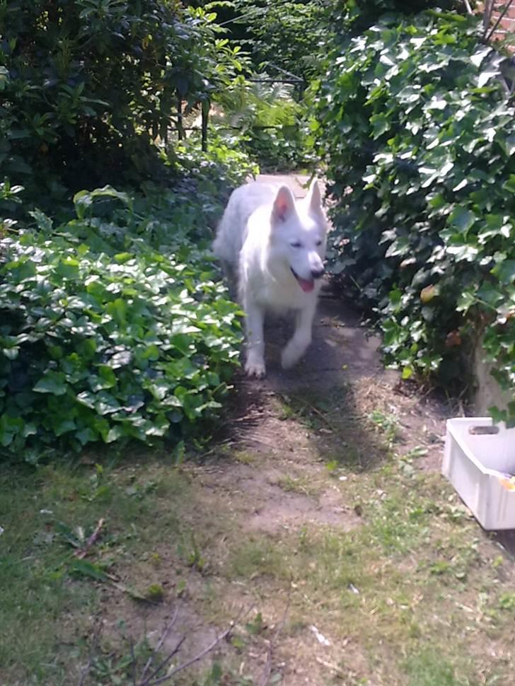 Hvid schæfer Freja - Første billede der blev taget i hendes nye hjem. billede 1