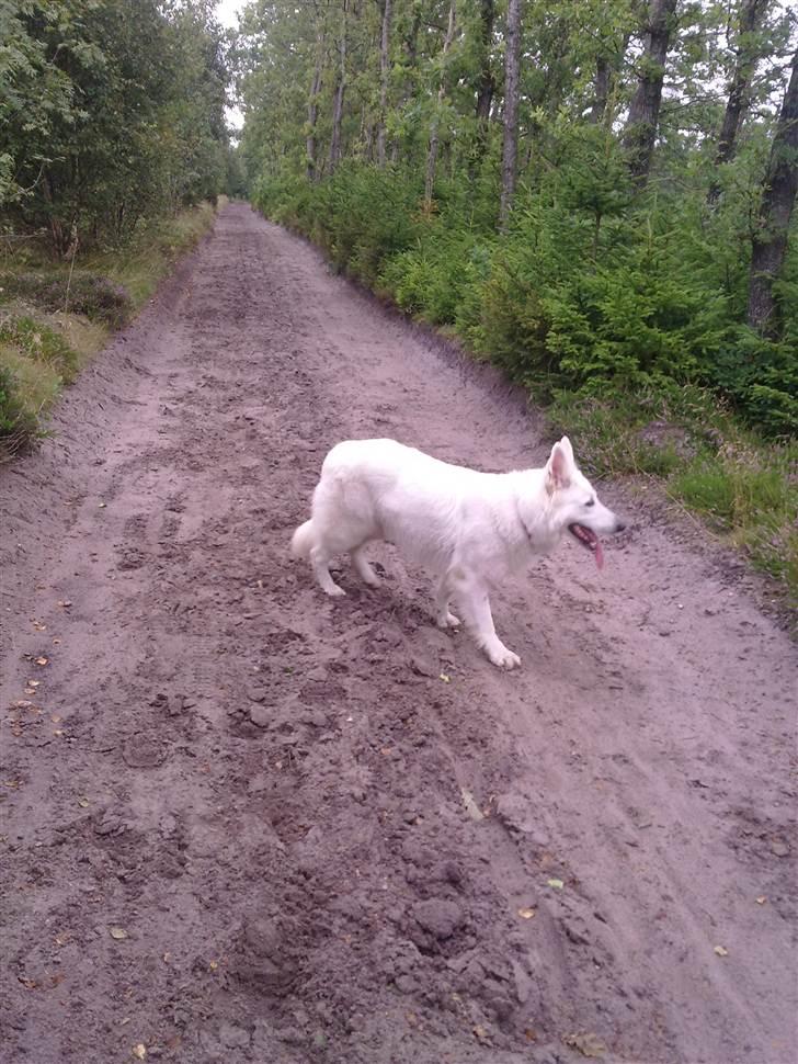 Hvid schæfer Freja - At løbe løs, er noget Freja fortrækker. billede 2