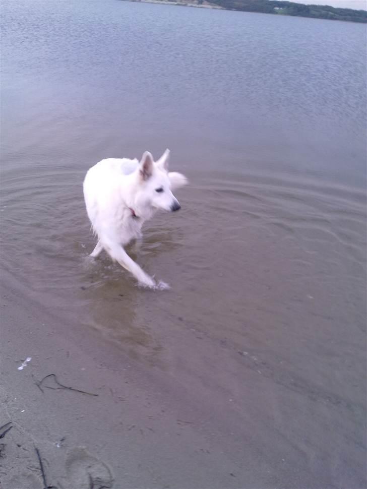 Hvid schæfer Freja - Kunne ikke lide vand i starten, men nu skal man skynde sig ud. billede 3