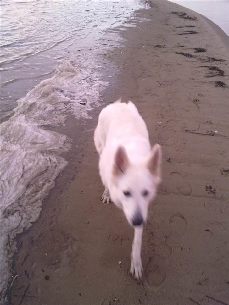 Hvid schæfer Freja billede 4