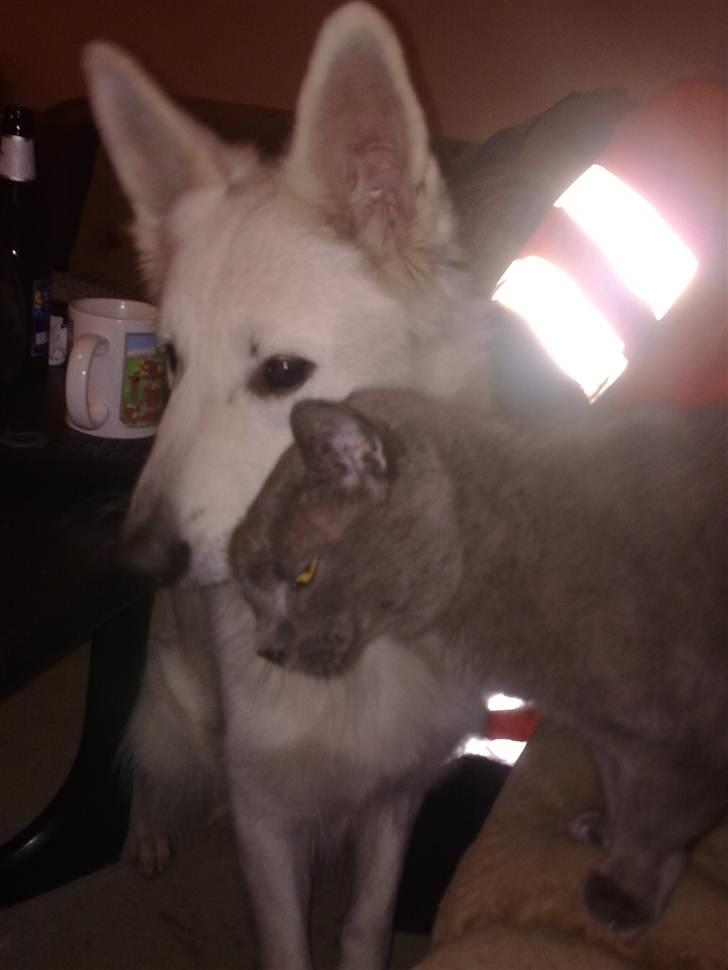 Hvid schæfer Freja - Skulle jeg ikke kunne lide katte, sludder, se selv. billede 5