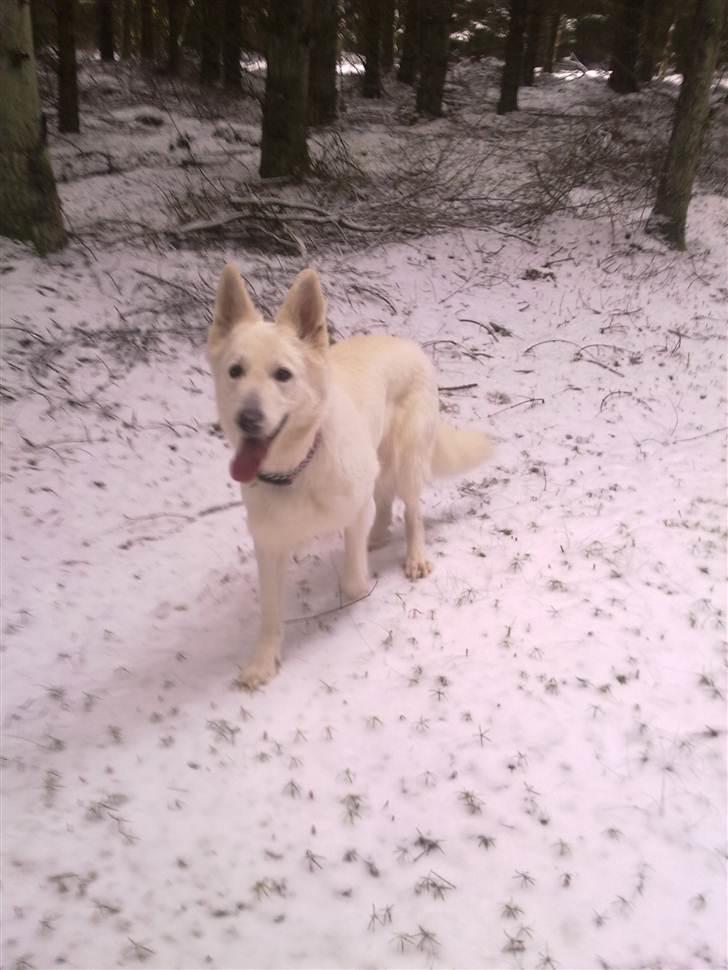 Hvid schæfer Freja billede 6