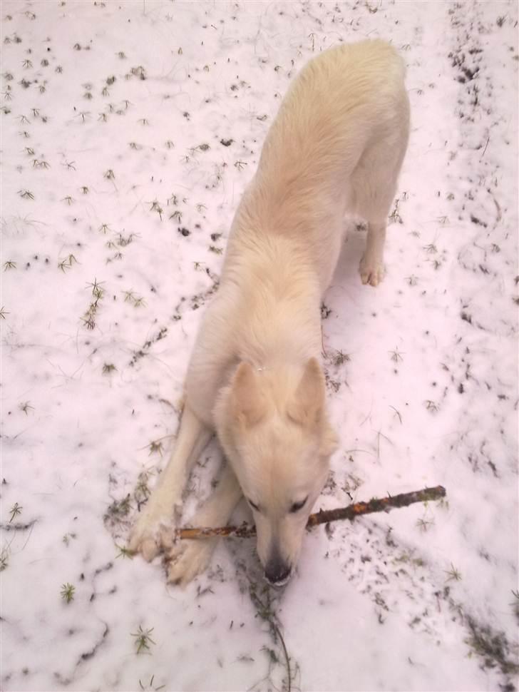 Hvid schæfer Freja billede 7