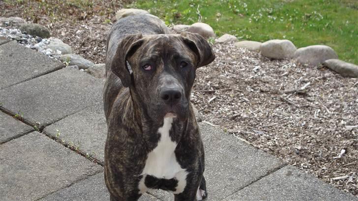 Blanding af racer Megan - her er jeg 1 år gammel billede 1