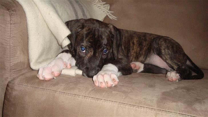 Blanding af racer Megan - her er jeg 9 uger gammel billede 2