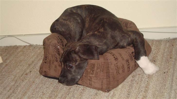 Blanding af racer Megan - her sover jeg i kattenes kurv billede 3