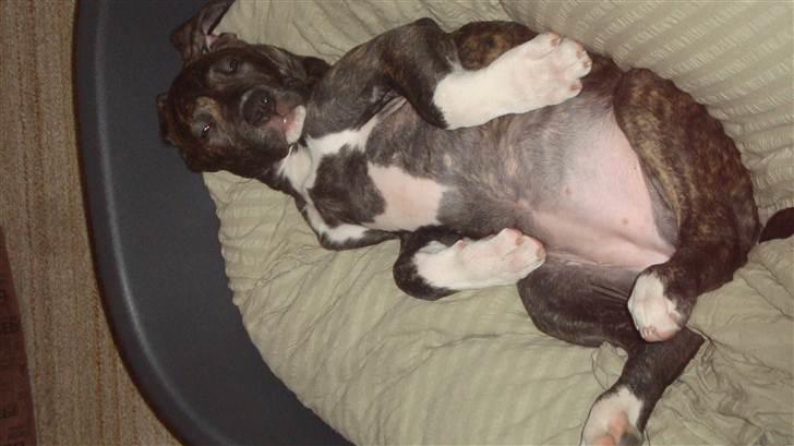 Blanding af racer Megan - efter en lang dag billede 4