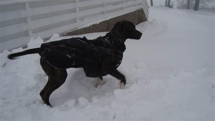 Blanding af racer Megan - min første sne billede 5