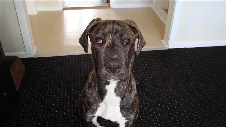 Blanding af racer Megan - elsker at få taget billeder billede 6