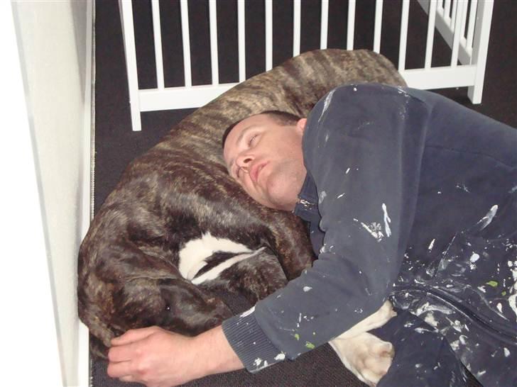 Blanding af racer Megan - her sover jeg med min far billede 7