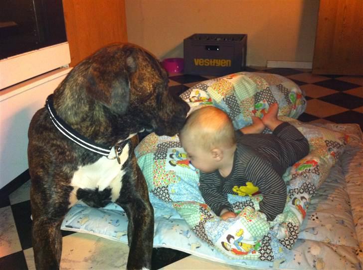 Blanding af racer Megan - her ligger jeg med lille Carl billede 9