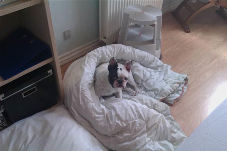 Fransk bulldog Aida billede 7