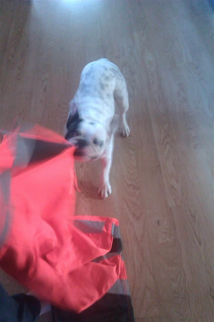 Fransk bulldog Aida billede 8