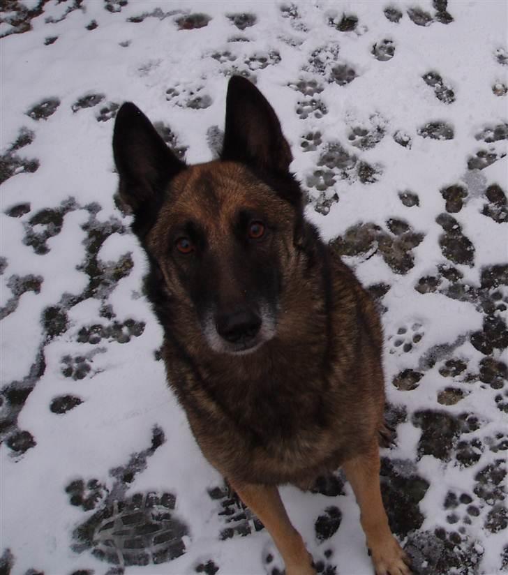 Malinois Zazu billede 18