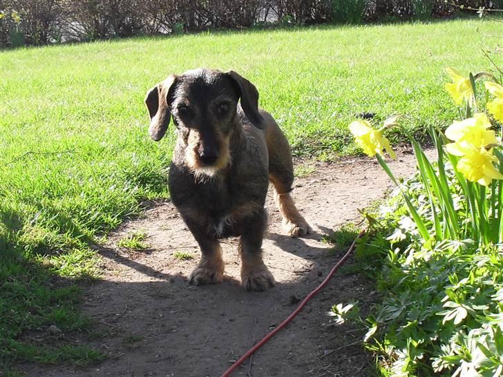 Gravhund Holmes Bakke Bimse billede 7