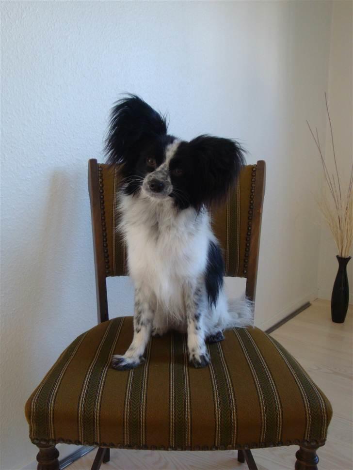 Papillon Simba billede 8