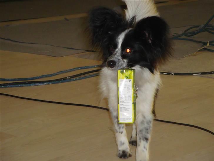 Papillon Simba billede 9