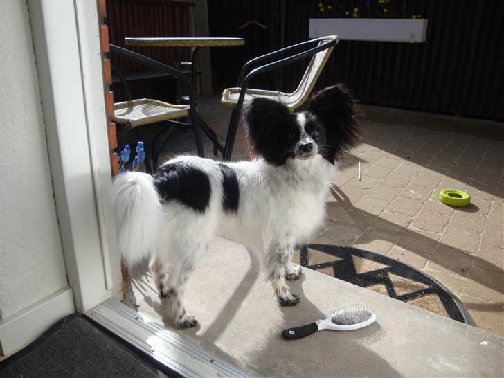 Papillon Simba billede 10