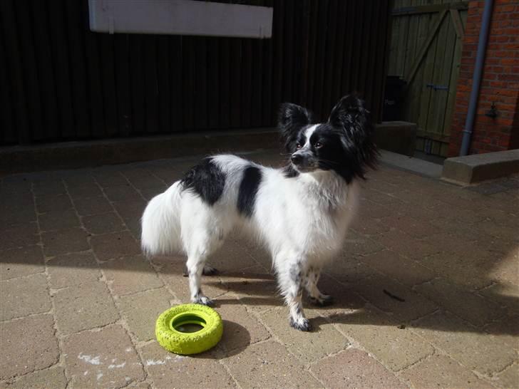 Papillon Simba billede 11