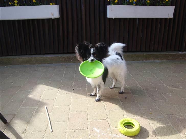 Papillon Simba billede 12