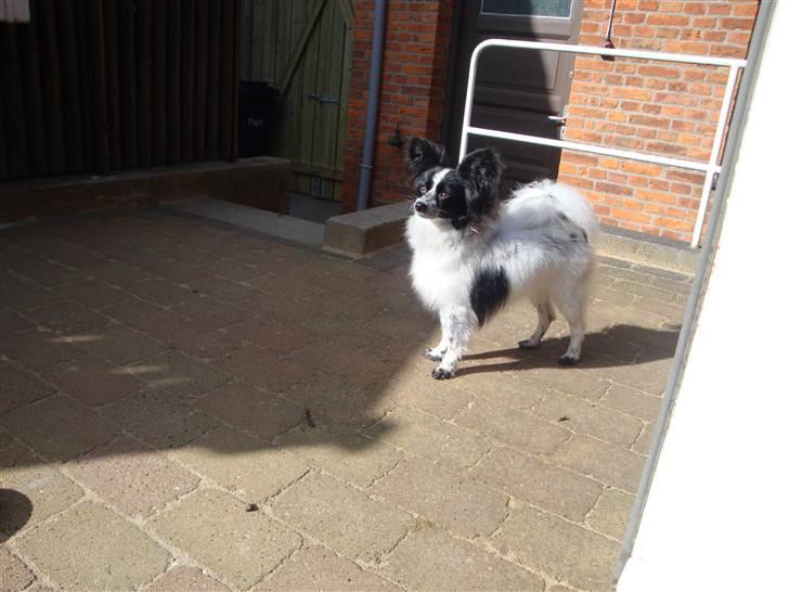 Papillon Simba billede 13